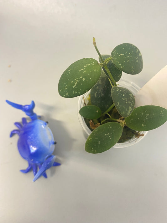 Hoya VL9 - has roots