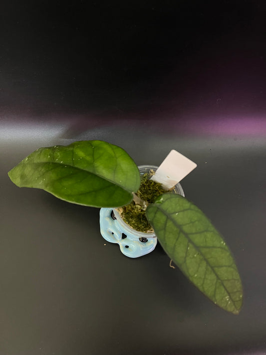 Hoya sp tam Dao - fresh cut - has some roots