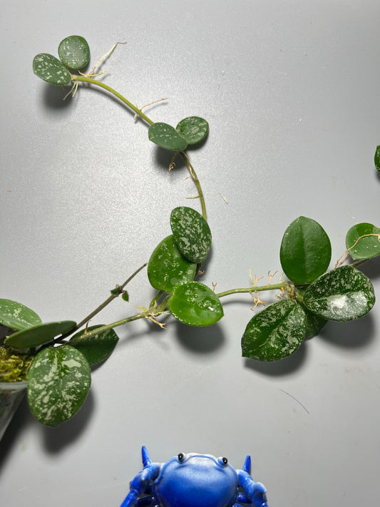Hoya mathilde with splash - active growth