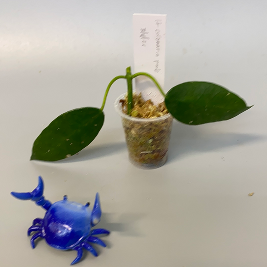 Hoya coronaria pink -has some roots