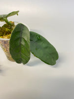 Hoya sp 563 / globulosa / villosa - has roots