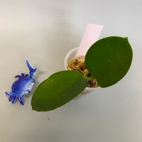 Hoya australis - free add-on