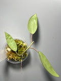 Hoya silver dollar - has some roots