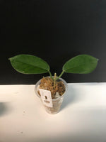 Hoya naumanii (australis x subcalva)