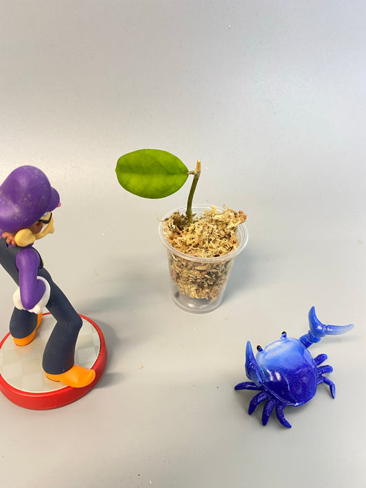 Hoya viola (deykeae x vitellina) - Unrooted - free add-on