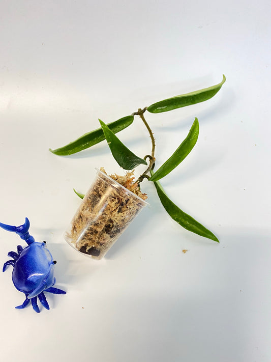 Hoya ‘minibelle’ sheperdii x carnosa - starting to root