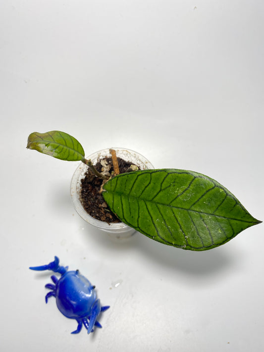 Hoya sp gunung gading - active growth