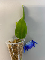 Hoya cv optimistic - unrooted