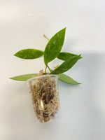 Hoya memoria (gracilis) unrooted - free addon