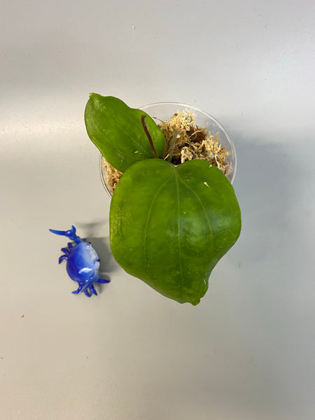 Hoya pentaphlebia - active growth