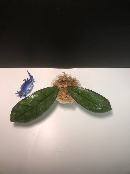 Hoya finlaysonii splash - fresh cutting