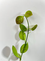 Hoya ir26 - unrooted