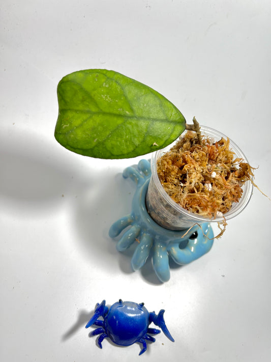 Hoya sp sr 2009-05 Malaysia - Unrooted