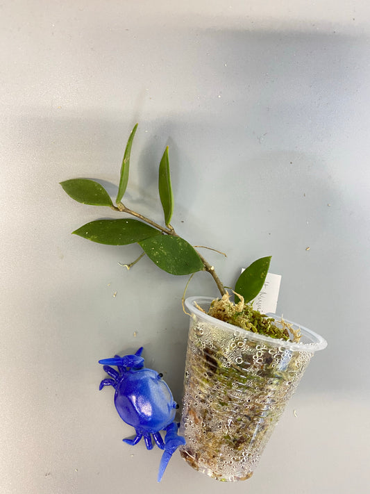 Hoya nummularoides - free add-on