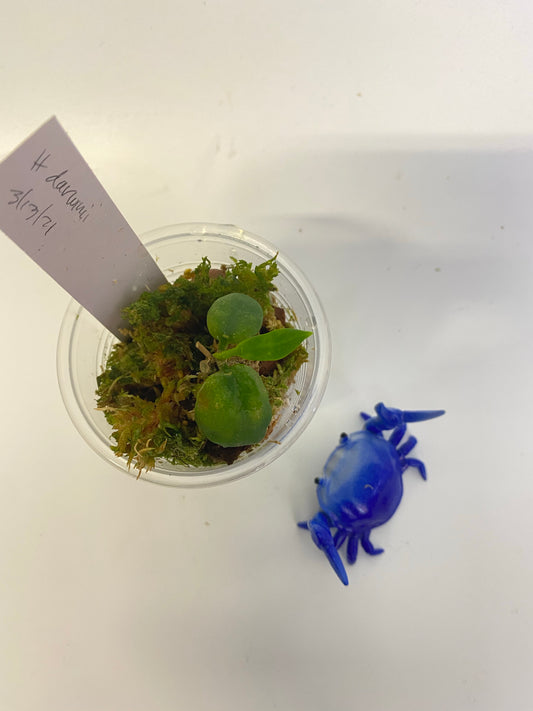 Hoya darwinii - has some roots