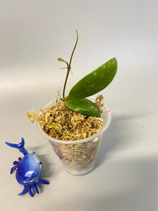 Reserved for Jacqueline - Hoya brevialata - active growth