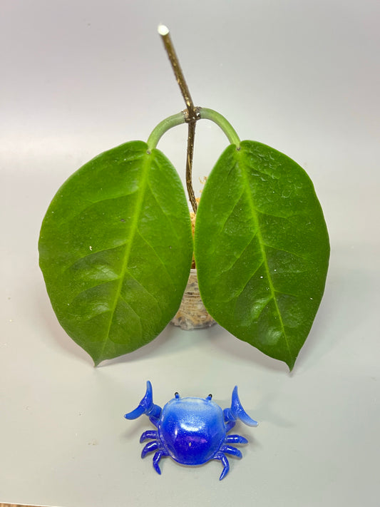 Hoya megalaster - Unrooted