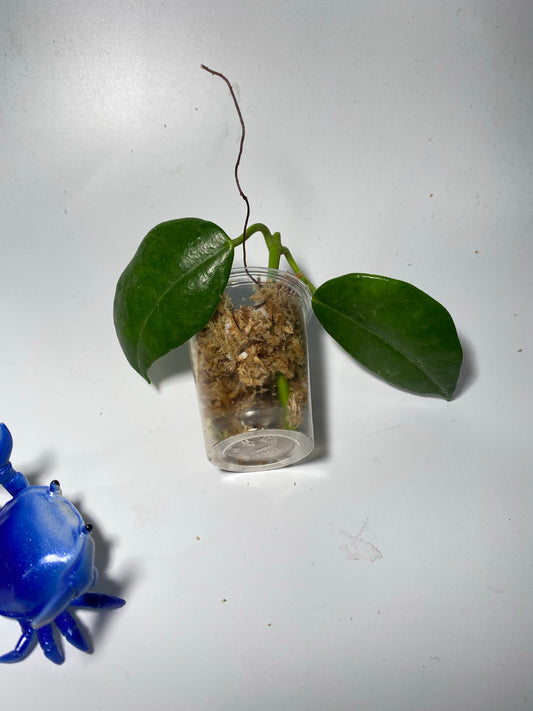 Hoya sussuela - Unrooted