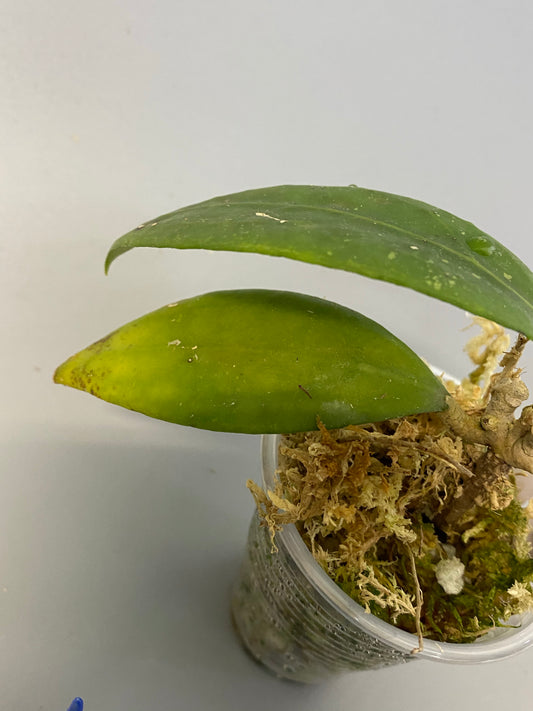 Hoya erythrostemma - pink