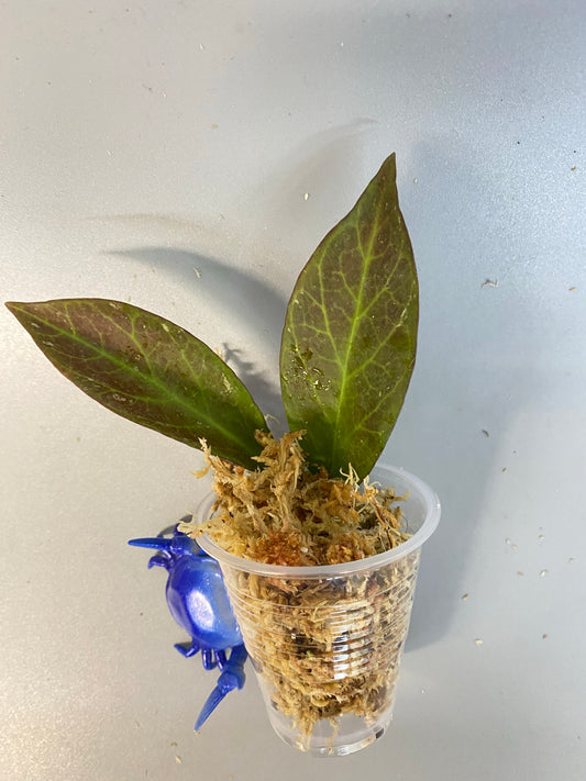 Hoya sunrise - unrooted