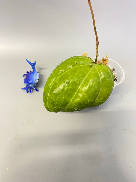 Reserved for Mildred - Hoya Sarawak cream - just starting to root