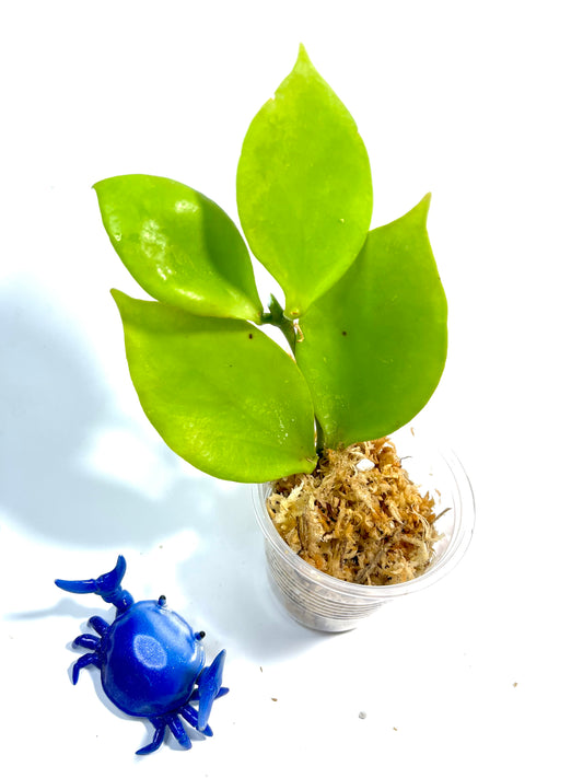 Hoya pseudo littoralis - Unrooted