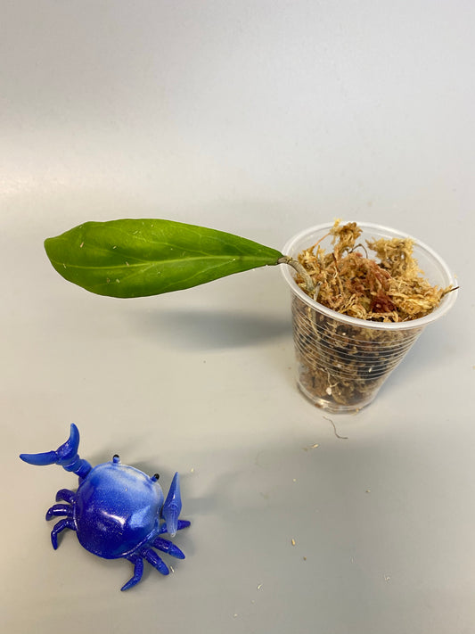 Hoya camphorifolia - Unrooted