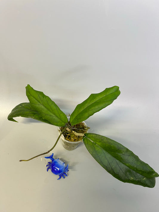 Hoya cv golden eye - has roots