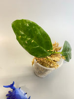 Hoya chewiorum - starting to root.