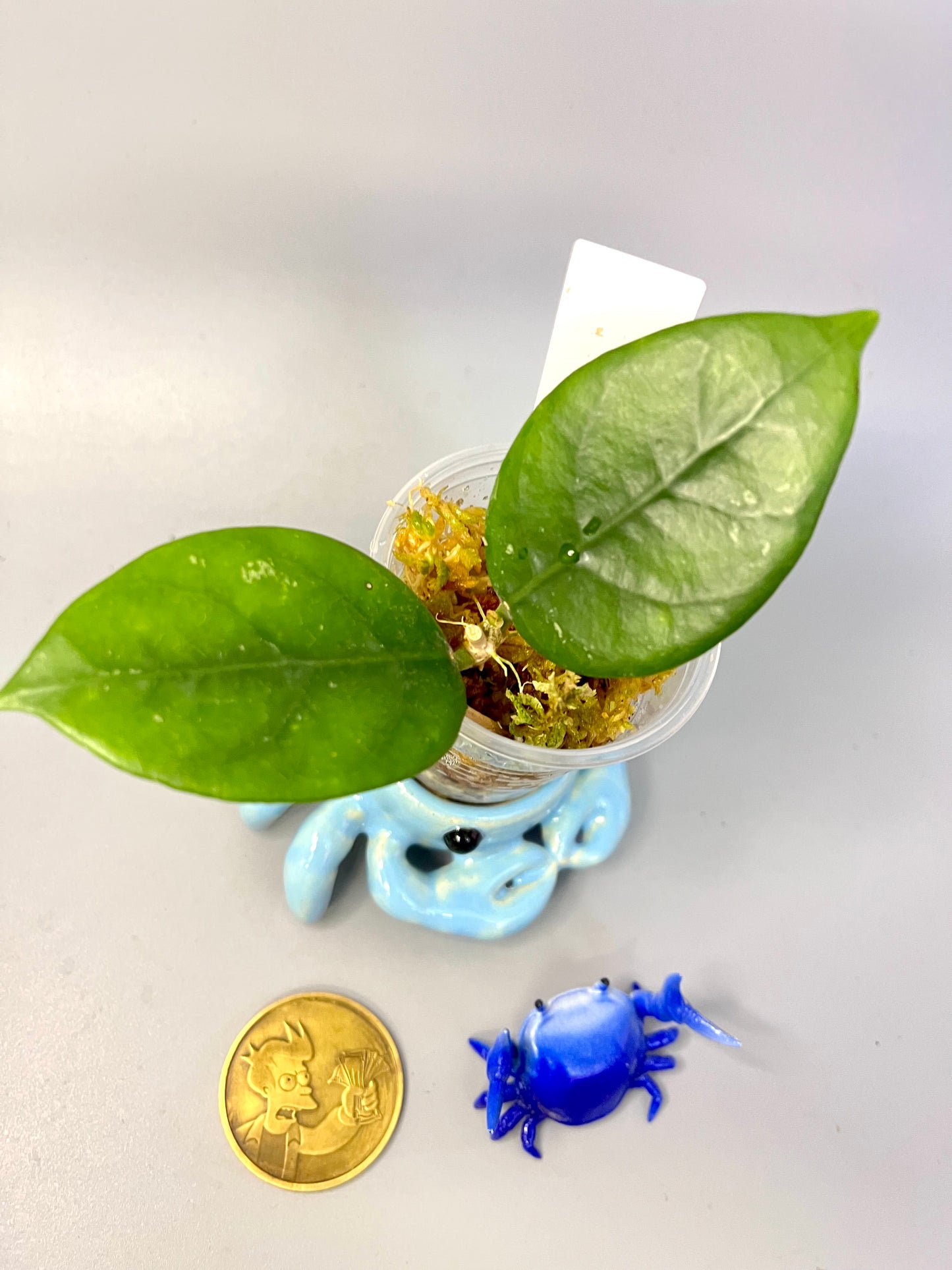 Hoya BP07- has some roots