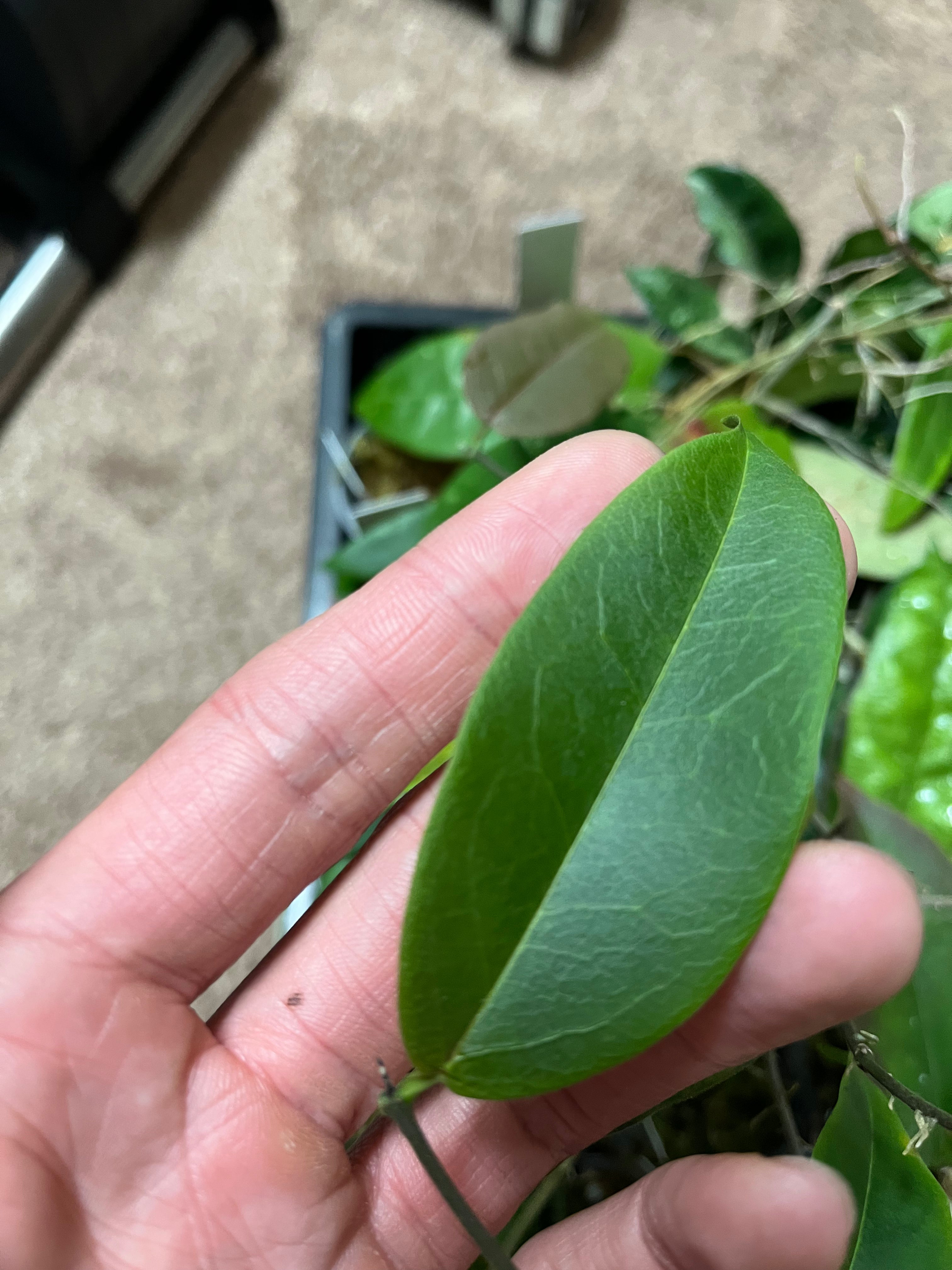Apoda Hoya apoda - Unrooted – Plants Wake You Up