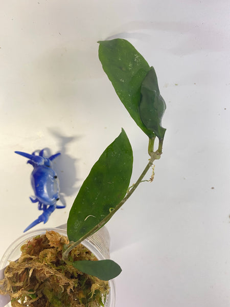 Hoya corneri - 2 growth points forming