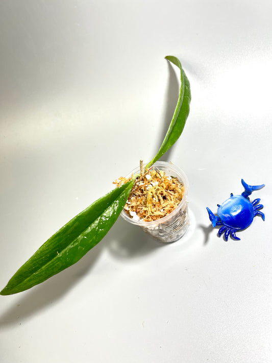 Hoya sulawesiana - Unrooted