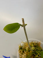 Hoya cagayanensis - rooted
