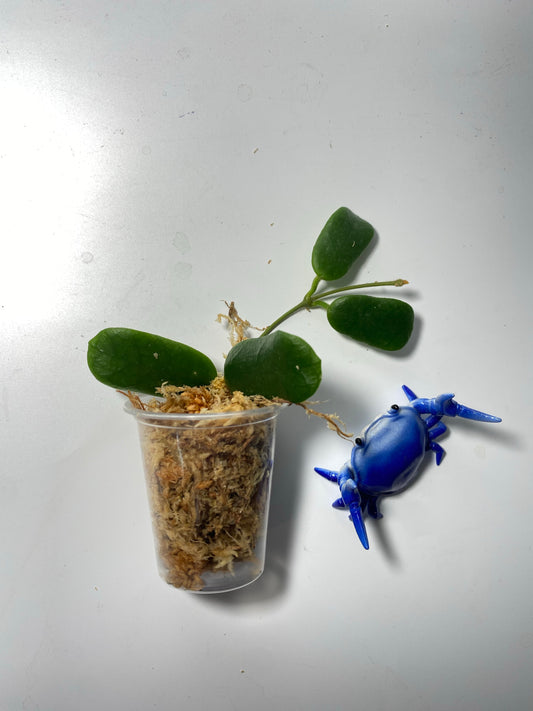 Hoya rotundiflora - Unrooted