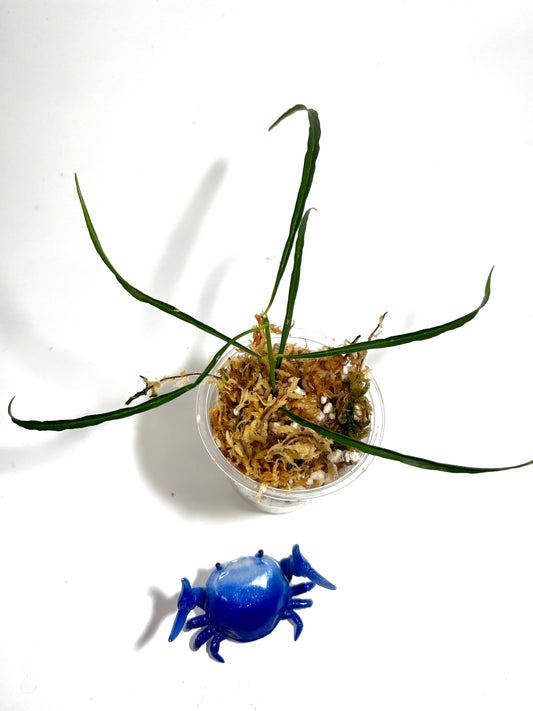 Hoya stenophylla - Unrooted