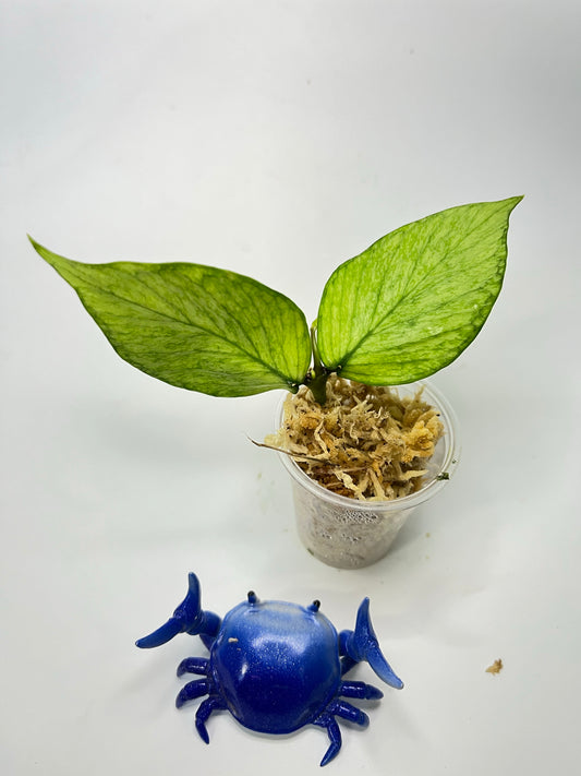 Hoya polyneura broget silver - active growth