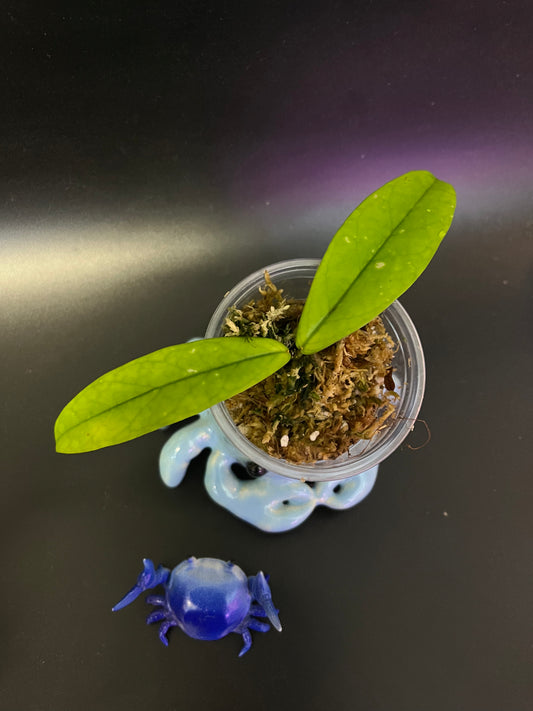 Hoya lobbii orange - Unrooted