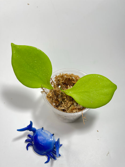 Hoya ns05-055 - unrooted