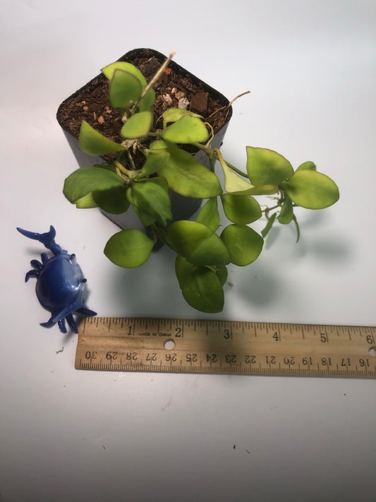 Hoya heuschkeliana pink