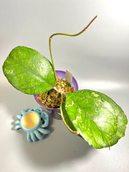 Hoya svetlana - active growth