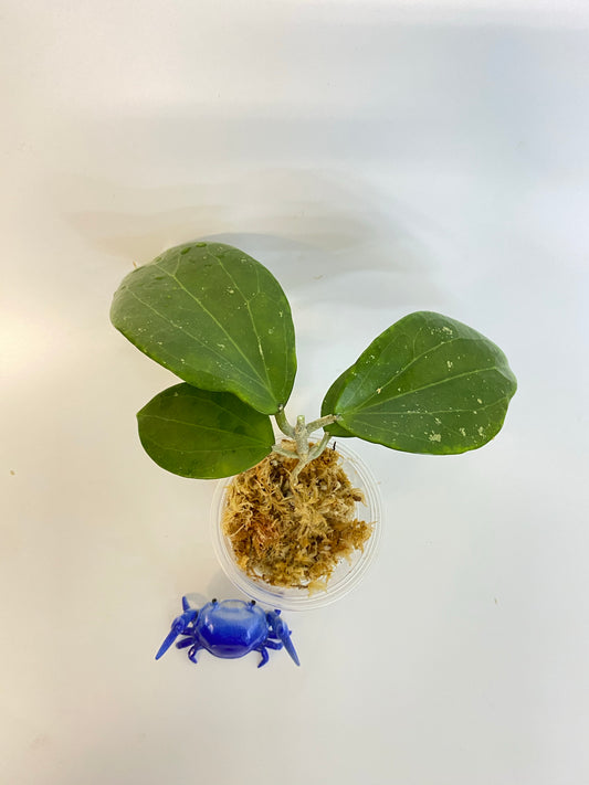 Hoya Genieve MB1141 - Unrooted