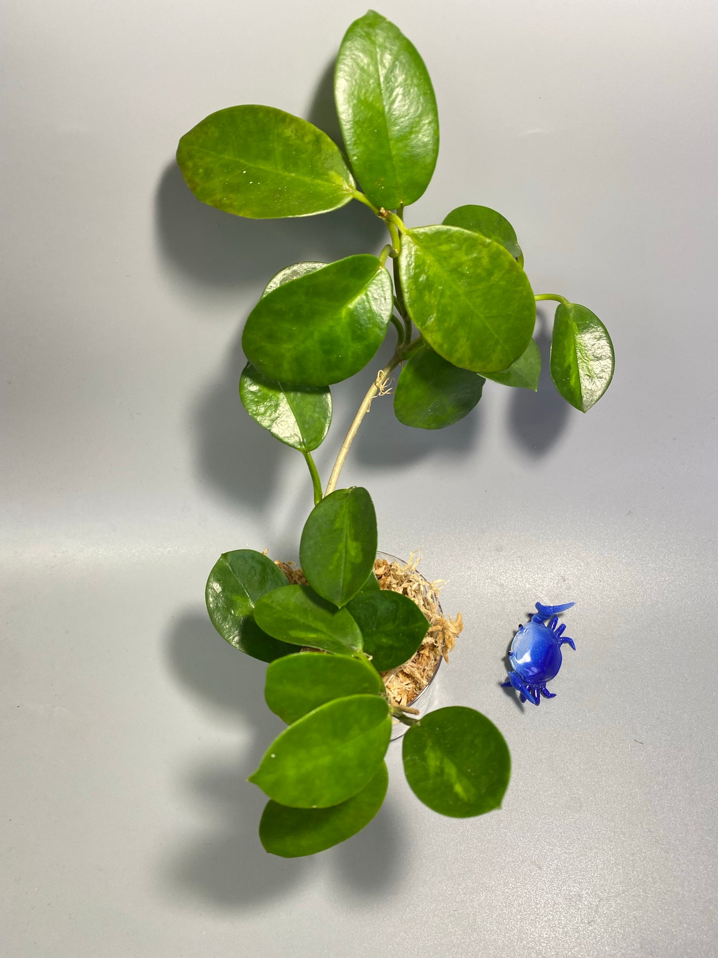 Hoya australis - has some roots