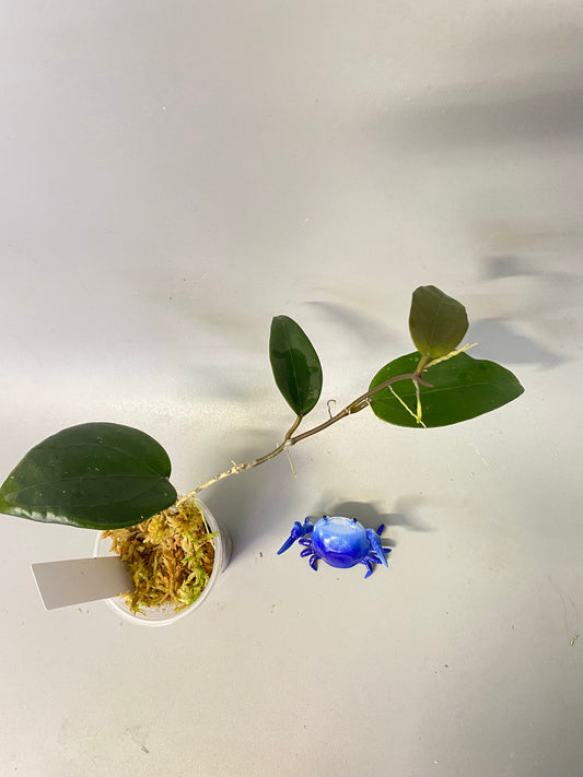 Hoya khao yai - active growth