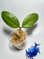 Hoya PMP 176 - joy x Jennifer - Unrooted