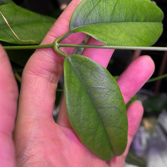 Hoya buotii sunrise - 1 node - Unrooted