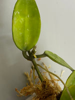 Hoya lacunosa EPC giant leaf