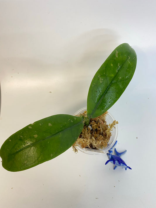 Hoya lobbii dark - unrooted