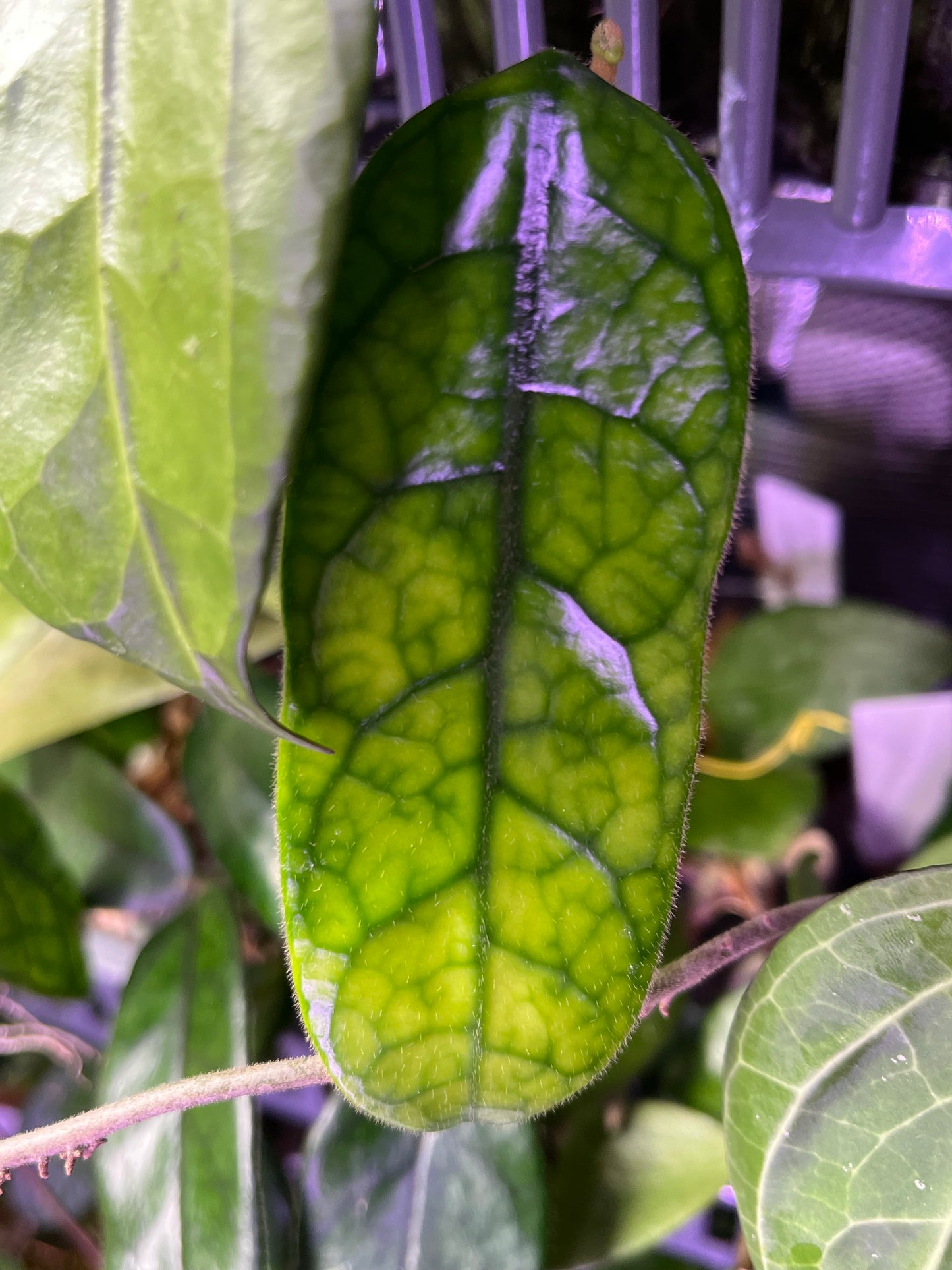 Hoya globulosa - fresh cut 1 node / 1 leaf - Unrooted
