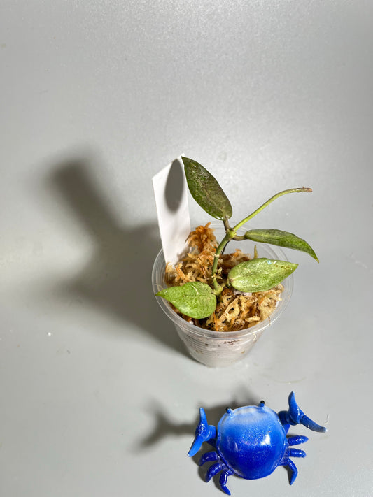 Hoya Silver lady (xiaojie 003) - starting to root